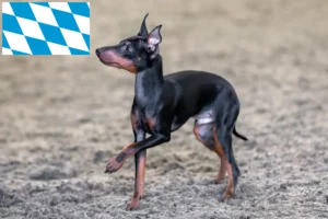 Scopri di più sull'articolo Allevatori e cuccioli di English Toy Terrier in Baviera