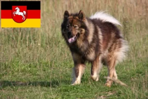 Scopri di più sull'articolo Allevatori di Eurasier e cuccioli in Bassa Sassonia