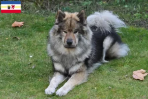 Scopri di più sull'articolo Allevatori di Eurasier e cuccioli in Meclemburgo-Pomerania Anteriore