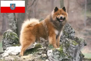 Scopri di più sull'articolo Allevatori di Eurasier e cuccioli in Turingia