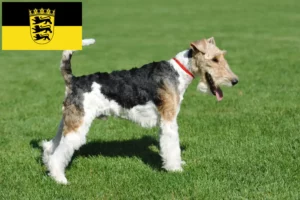 Scopri di più sull'articolo Allevatori di Fox Terrier e cuccioli in Baden-Württemberg