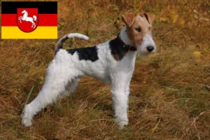 Scopri di più sull'articolo Allevatori di Fox Terrier e cuccioli in Bassa Sassonia