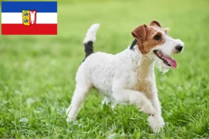 Scopri di più sull'articolo Allevatori e cuccioli di Fox Terrier in Schleswig-Holstein