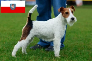 Scopri di più sull'articolo Allevatori di Fox Terrier e cuccioli in Turingia