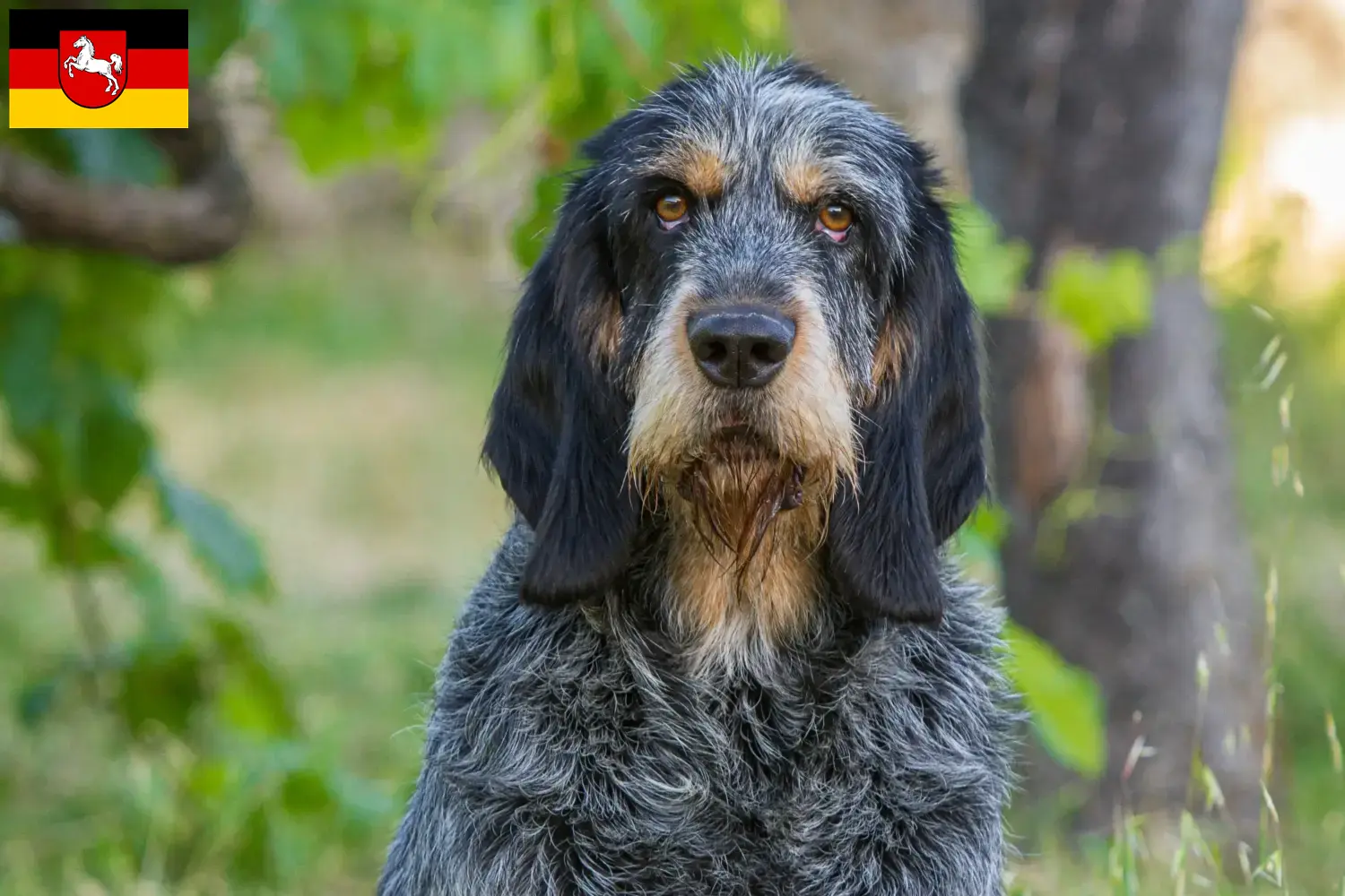 Scopri di più sull'articolo Allevatori di Griffon Bleu de Gascogne e cuccioli in Bassa Sassonia