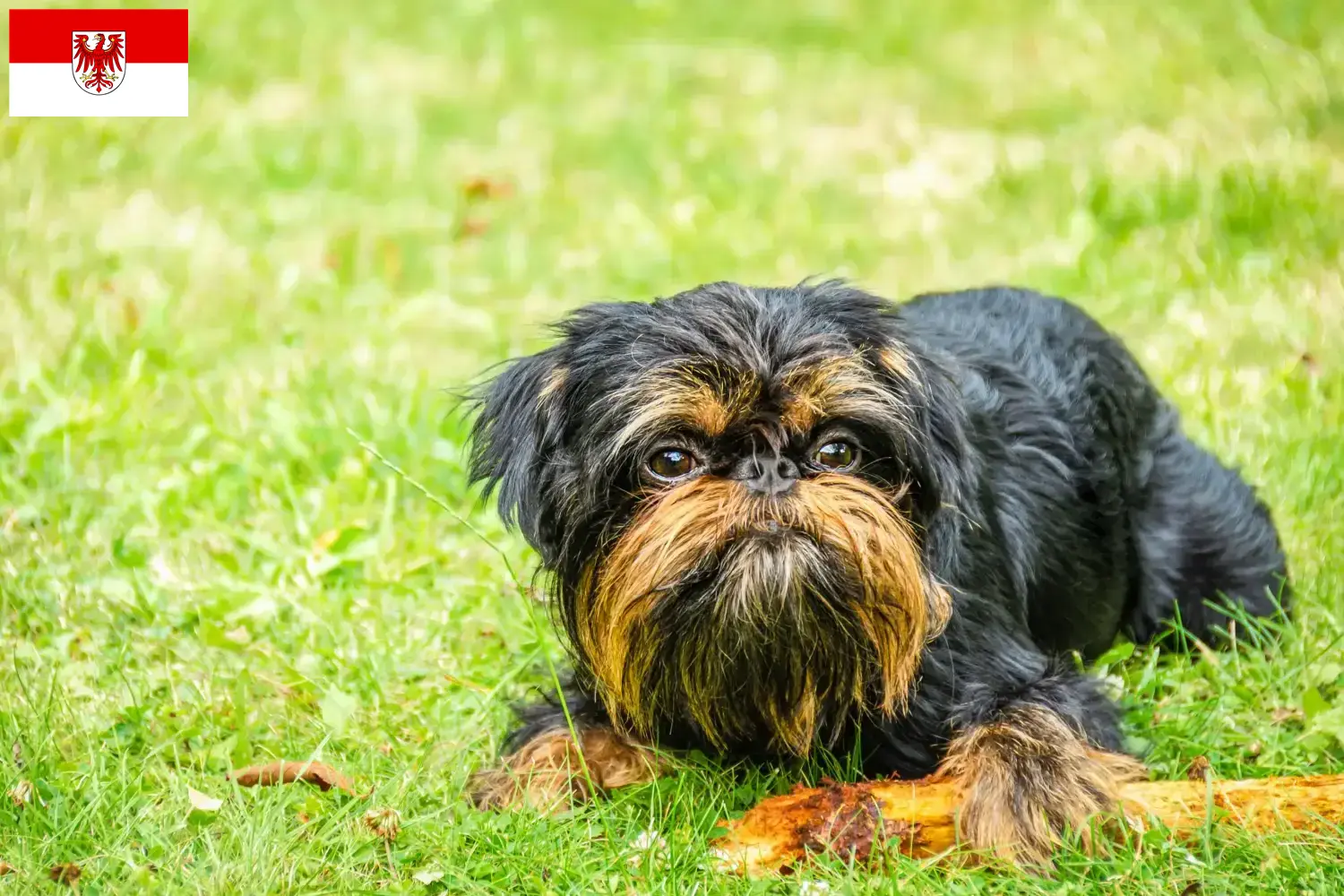 Scopri di più sull'articolo Allevatori di Griffoni Nani Belgi e cuccioli a Brandeburgo