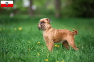 Scopri di più sull'articolo Allevatore di Griffoni nani belgi e cuccioli in Turingia