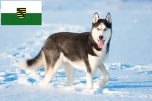 Scopri di più sull'articolo Allevatori di Husky e cuccioli in Sassonia