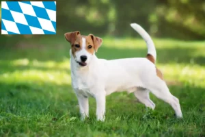 Scopri di più sull'articolo Allevatori di Jack Russell e cuccioli in Baviera