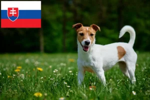 Scopri di più sull'articolo Allevatori di Jack Russell e cuccioli in Slovacchia