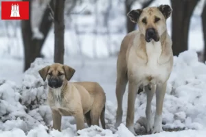 Scopri di più sull'articolo Allevatori di Kangal e cuccioli a Amburgo