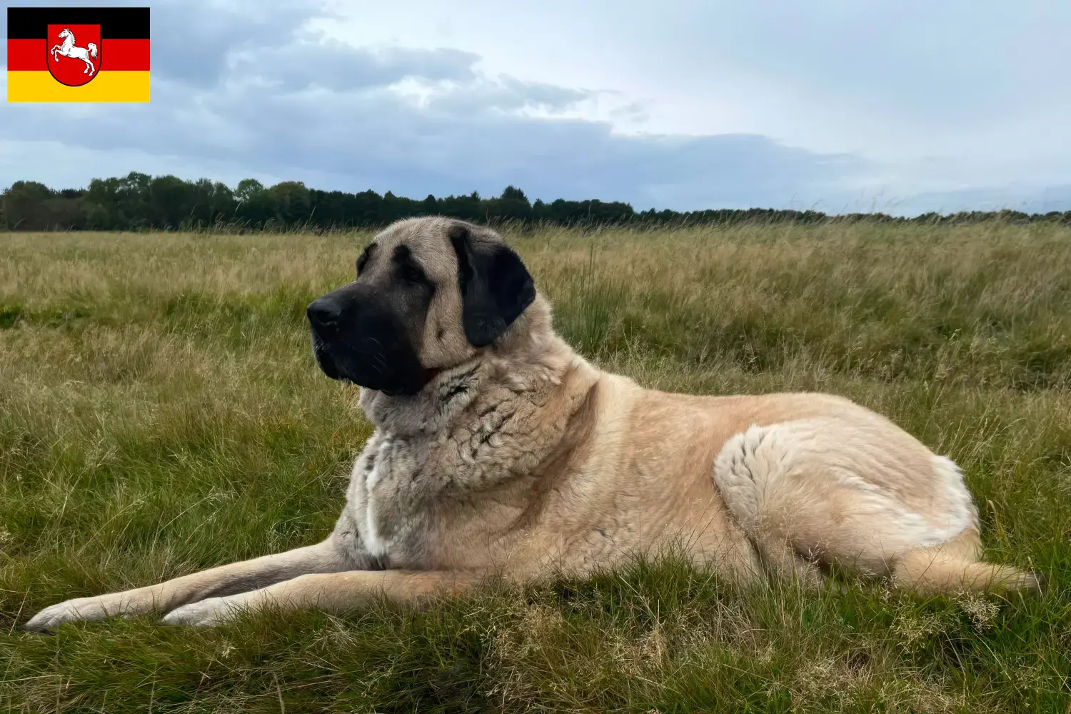 Scopri di più sull'articolo Allevatori di Kangal e cuccioli in Bassa Sassonia