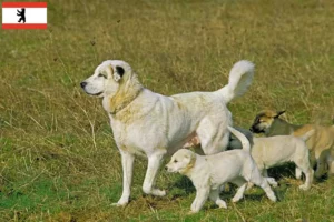 Scopri di più sull'articolo Allevatori e cuccioli di Kangal a Berlino