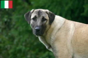 Scopri di più sull'articolo Allevatori di Kangal e cuccioli in Italia