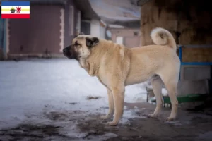 Scopri di più sull'articolo Allevatori di Kangal e cuccioli in Mecklenburg-Vorpommern