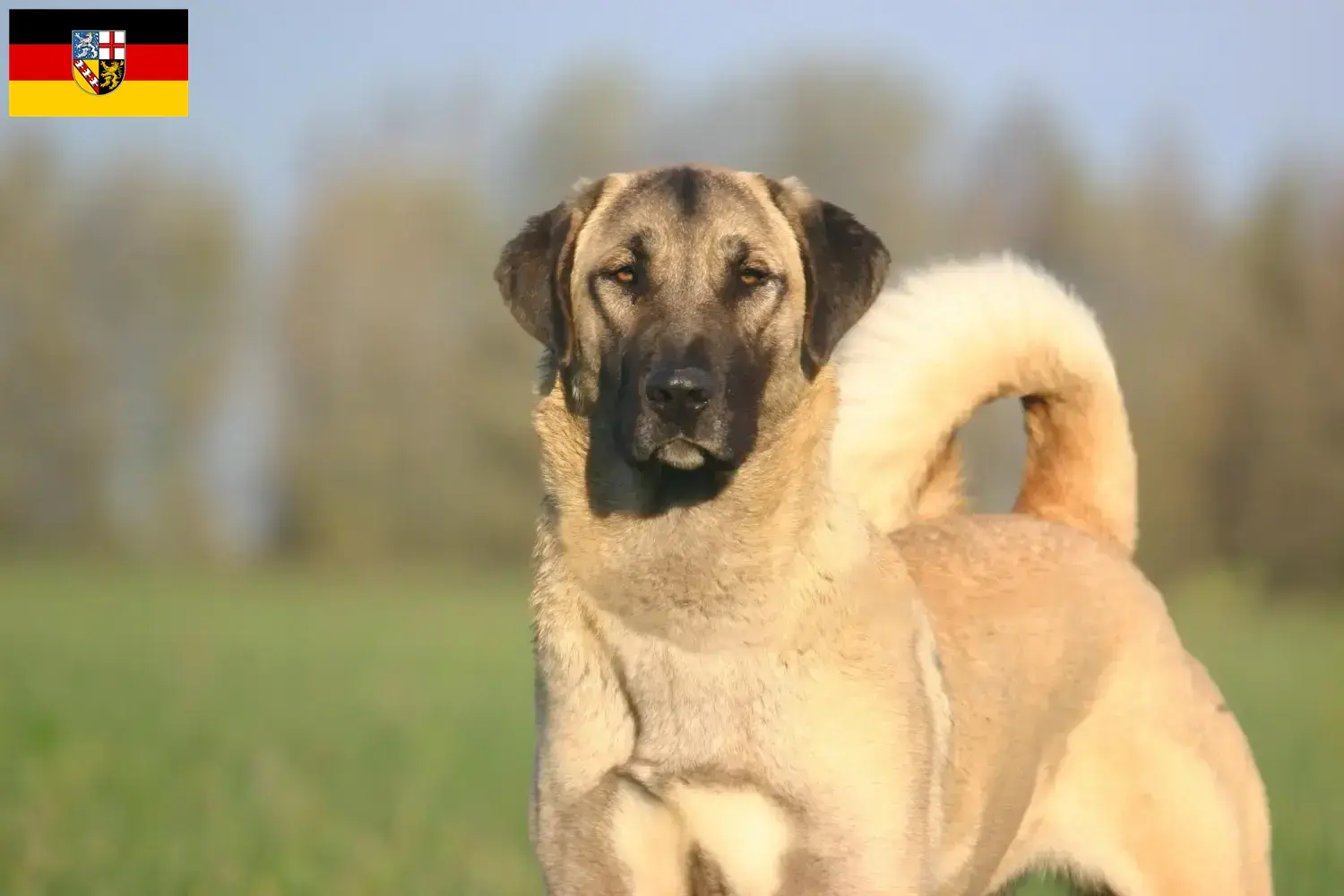 Scopri di più sull'articolo Allevatori di Kangal e cuccioli in Saarland