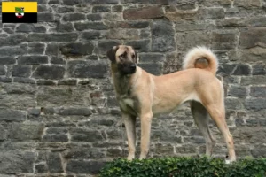 Scopri di più sull'articolo Allevatori di Kangal e cuccioli in Sassonia-Anhalt