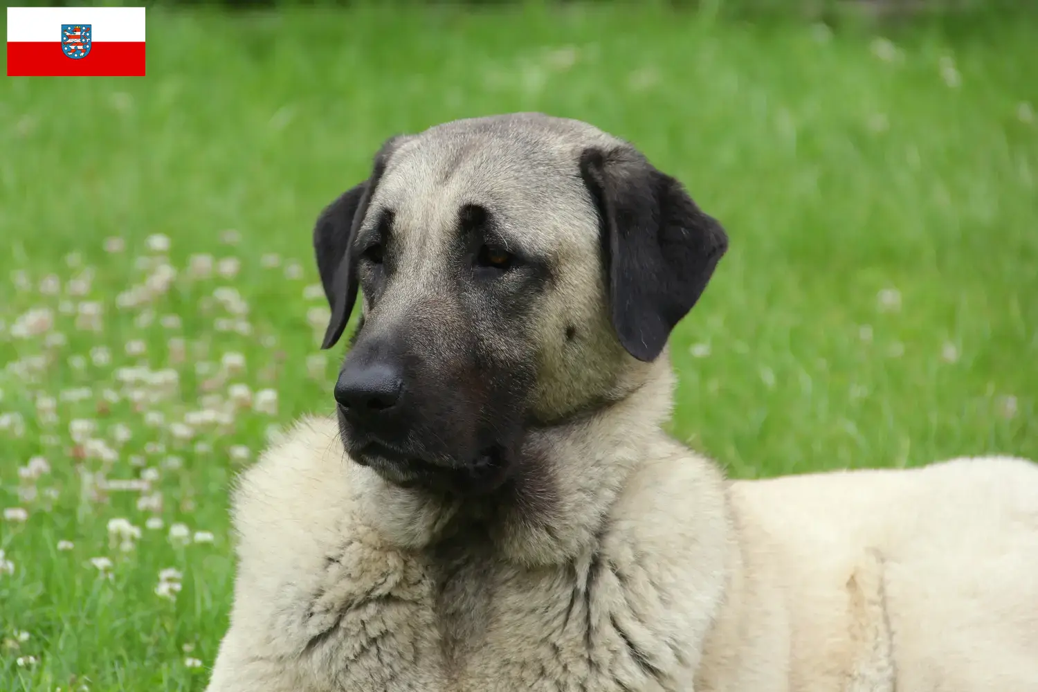 Scopri di più sull'articolo Allevatori di Kangal e cuccioli in Turingia