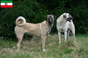 Scopri di più sull'articolo Allevatori di Kangal e cuccioli in Nord Reno-Westfalia