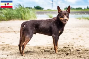 Scopri di più sull'articolo Allevatori di Kelpie australiani e cuccioli in Meclemburgo-Pomerania Anteriore