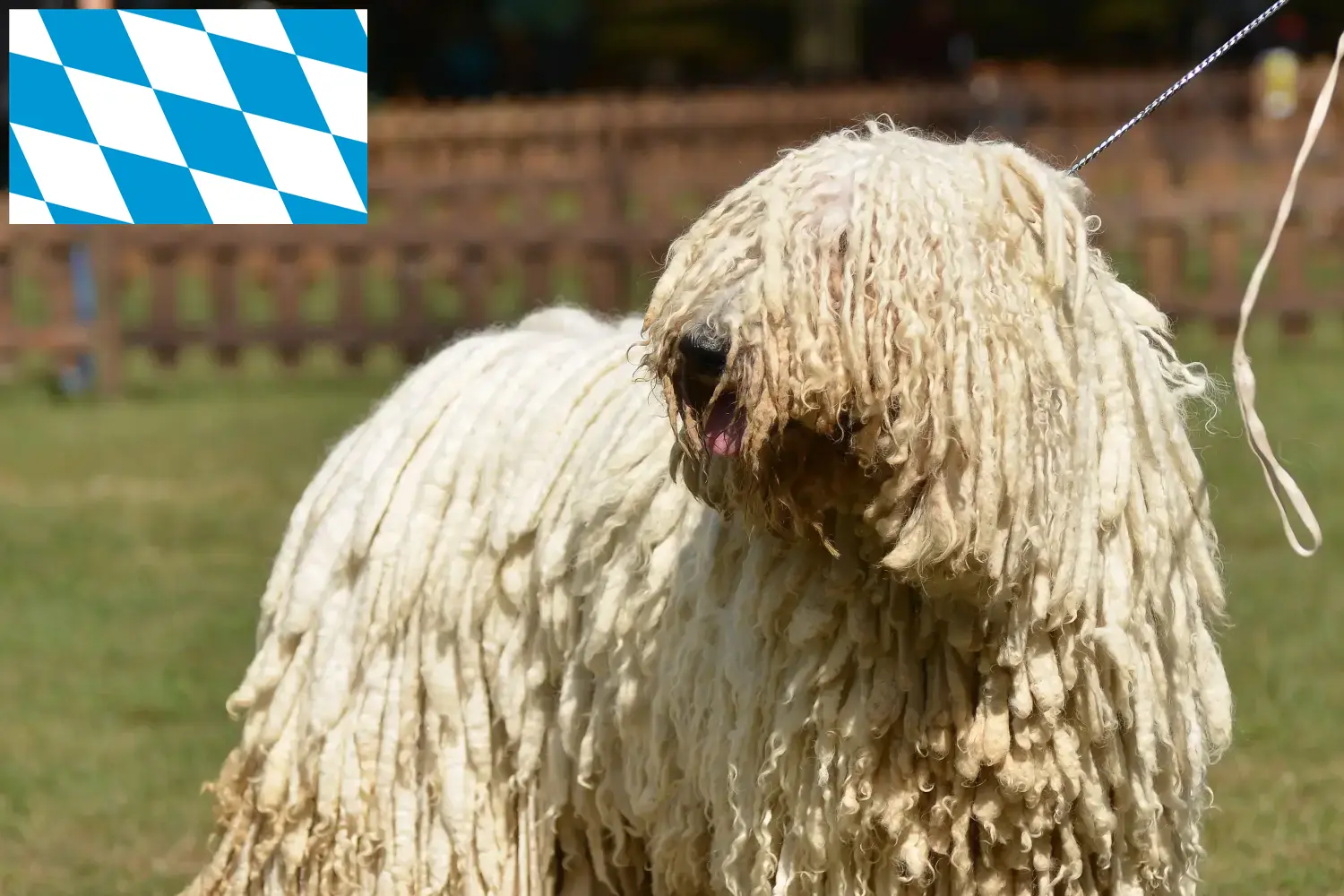 Scopri di più sull'articolo Allevatori di Komondor e cuccioli in Baviera