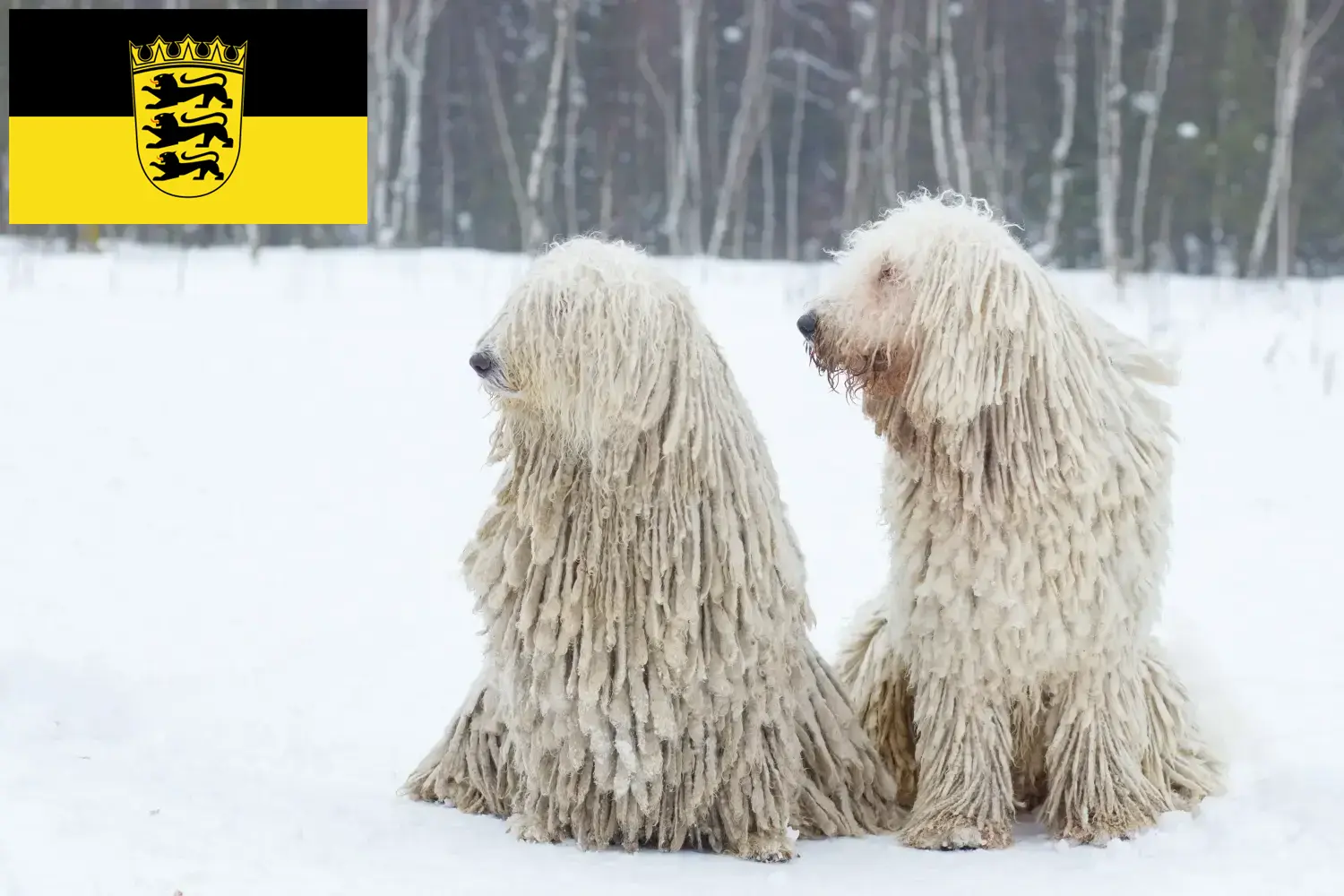 Scopri di più sull'articolo Allevatori di Komondor e cuccioli in Baden-Württemberg