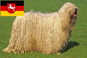 Scopri di più sull'articolo Allevatori e cuccioli di Komondor in Bassa Sassonia