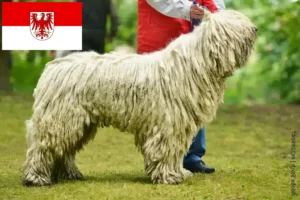 Scopri di più sull'articolo Allevatori di Komondor e cuccioli a Brandeburgo