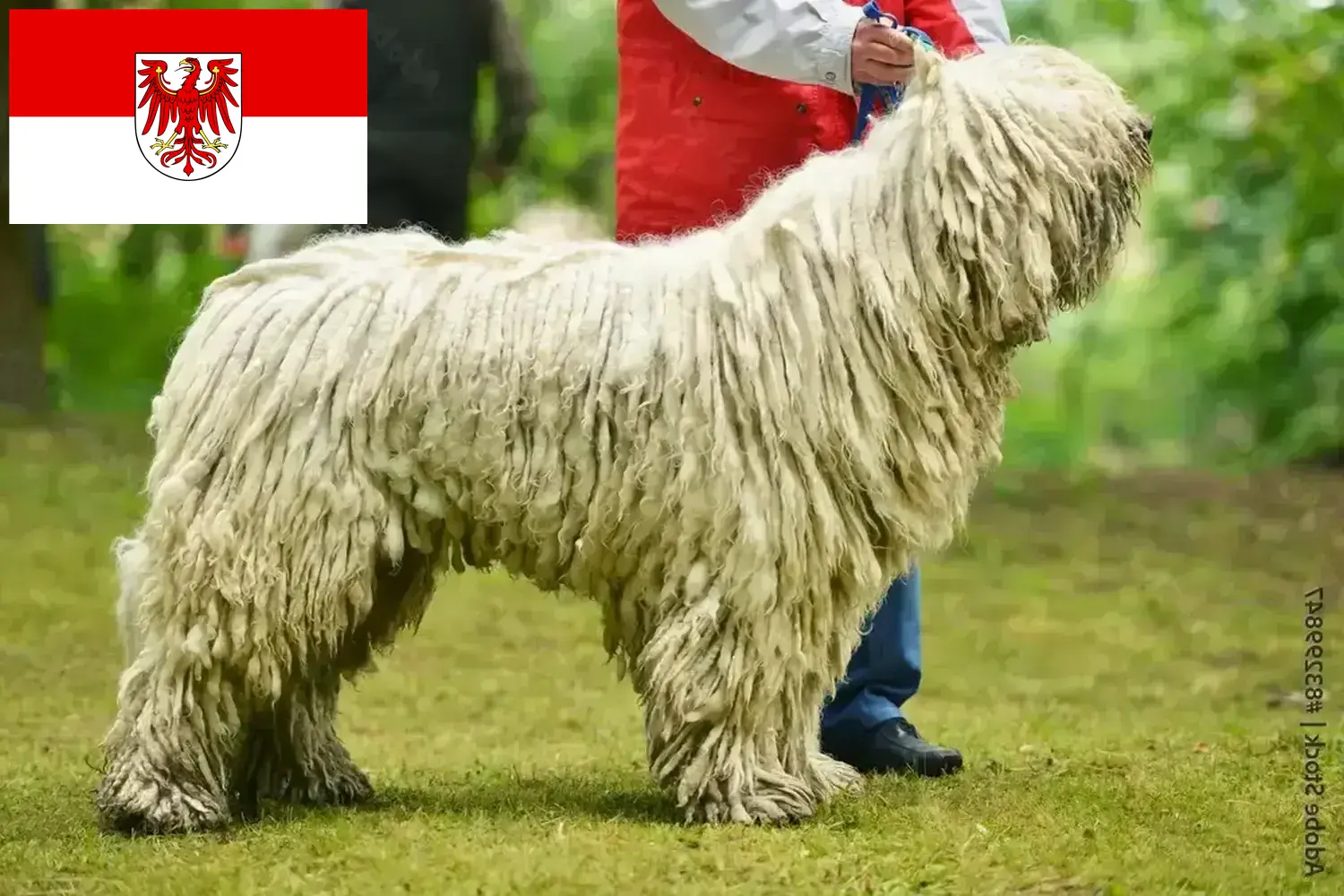 Scopri di più sull'articolo Allevatori di Komondor e cuccioli a Brandeburgo