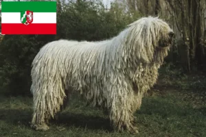 Scopri di più sull'articolo Allevatori di Komondor e cuccioli in Nord Reno-Westfalia