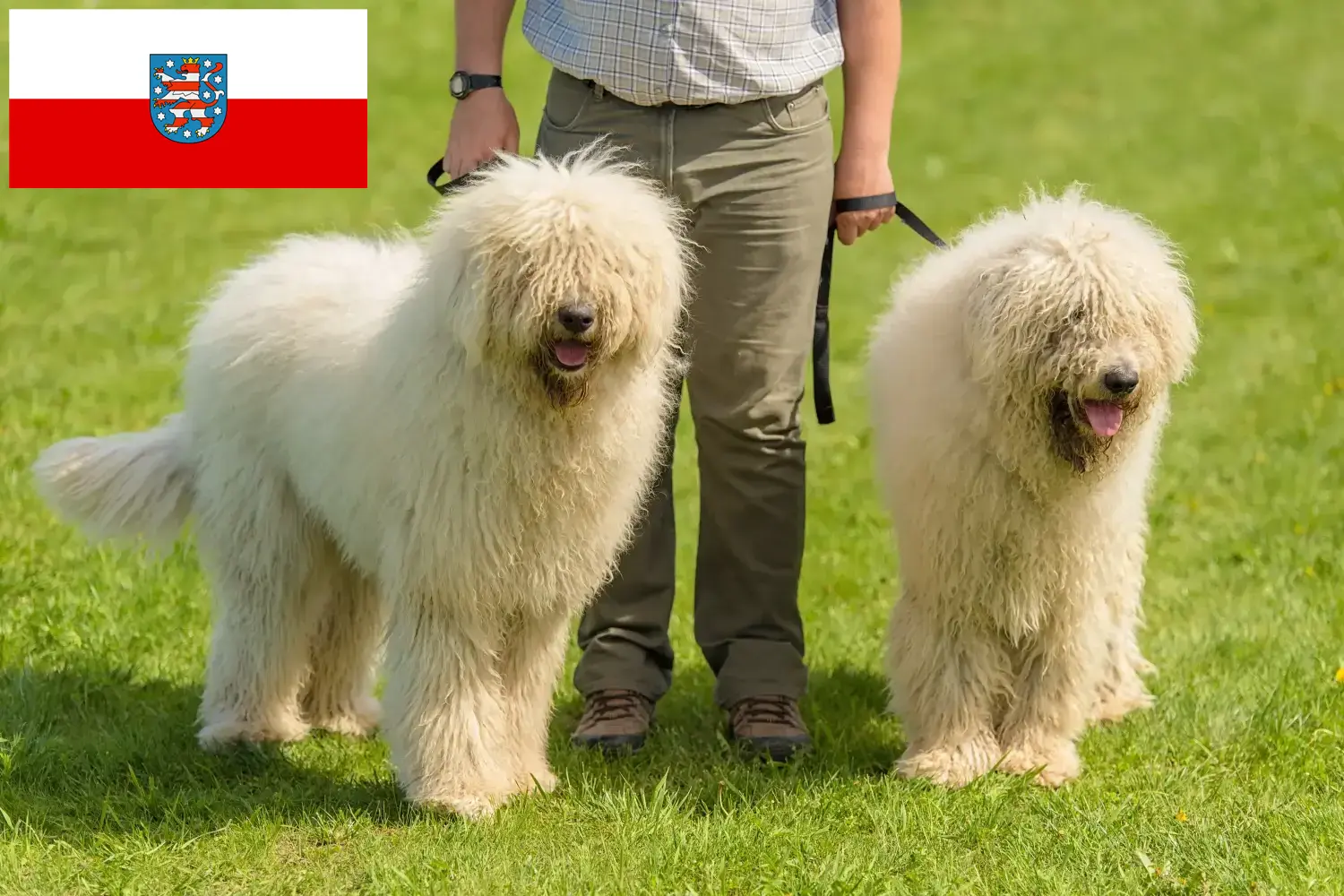 Scopri di più sull'articolo Allevatori di Komondor e cuccioli in Turingia