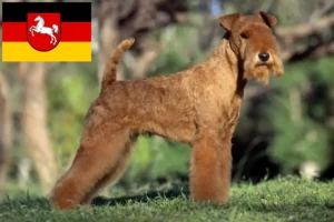 Scopri di più sull'articolo Allevatori di Lakeland Terrier e cuccioli in Bassa Sassonia