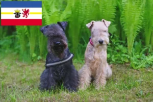 Scopri di più sull'articolo Allevatori di Lakeland Terrier e cuccioli in Mecklenburg-Vorpommern