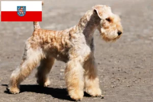 Scopri di più sull'articolo Allevatori di Lakeland Terrier e cuccioli in Turingia