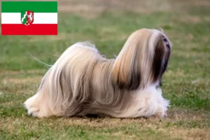 Scopri di più sull'articolo Allevatori di Lhasa Apso e cuccioli in Nord Reno-Westfalia