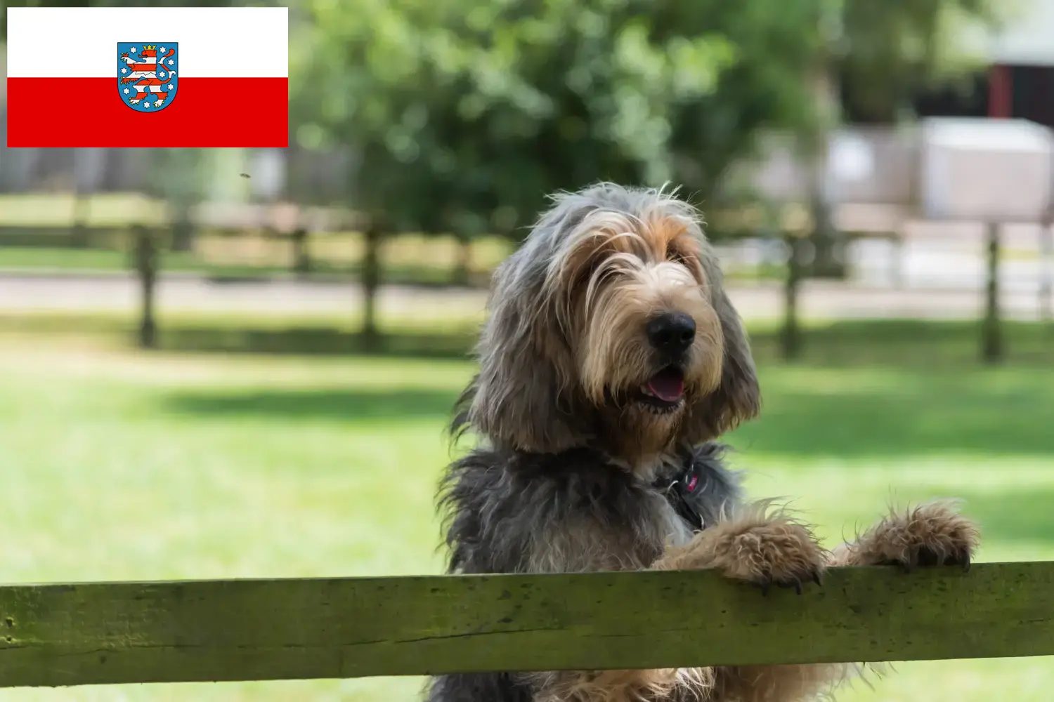 Scopri di più sull'articolo Allevatori di Otterhund e cuccioli in Turingia