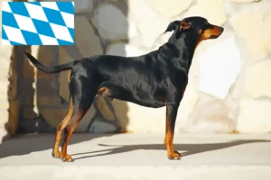 Scopri di più sull'articolo Allevatori di Pinscher tedeschi e cuccioli in Baviera