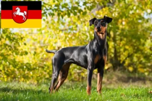 Scopri di più sull'articolo Allevatori di Pinscher tedeschi e cuccioli in Bassa Sassonia