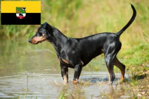 Scopri di più sull'articolo Allevatori di Pinscher tedeschi e cuccioli in Sassonia-Anhalt