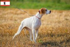 Scopri di più sull'articolo Allevatori e cuccioli di Pointer inglese a Berlino