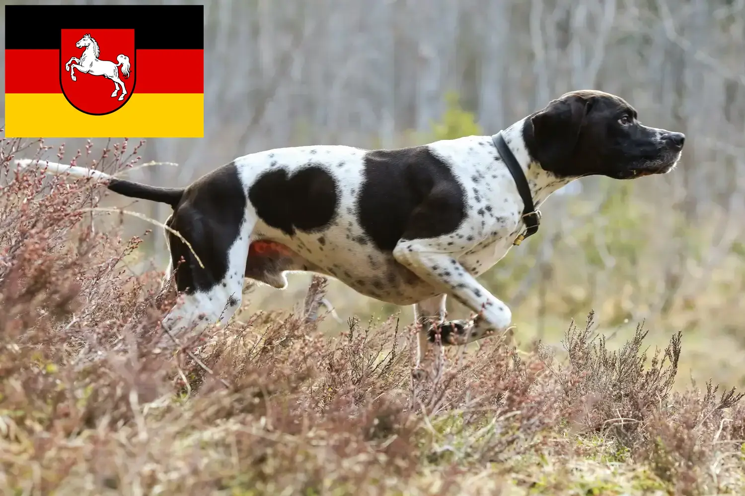 Scopri di più sull'articolo Allevatori e cuccioli di Pointer inglese in Bassa Sassonia