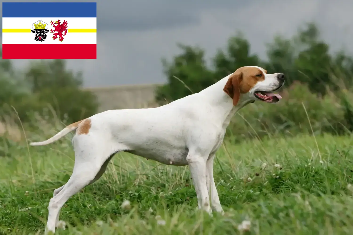 Scopri di più sull'articolo Allevatori e cuccioli di Pointer Inglese in Meclemburgo-Pomerania Anteriore