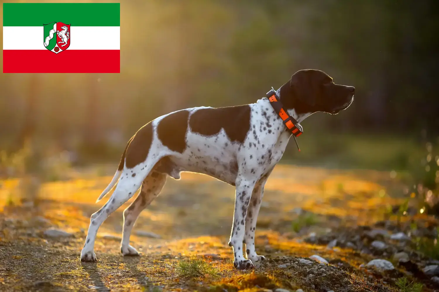 Scopri di più sull'articolo Allevatori di Pointer inglesi e cuccioli in Nord Reno-Westfalia