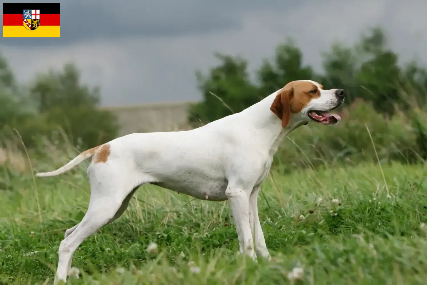 Scopri di più sull'articolo Allevatori e cuccioli di Pointer inglese in Saarland