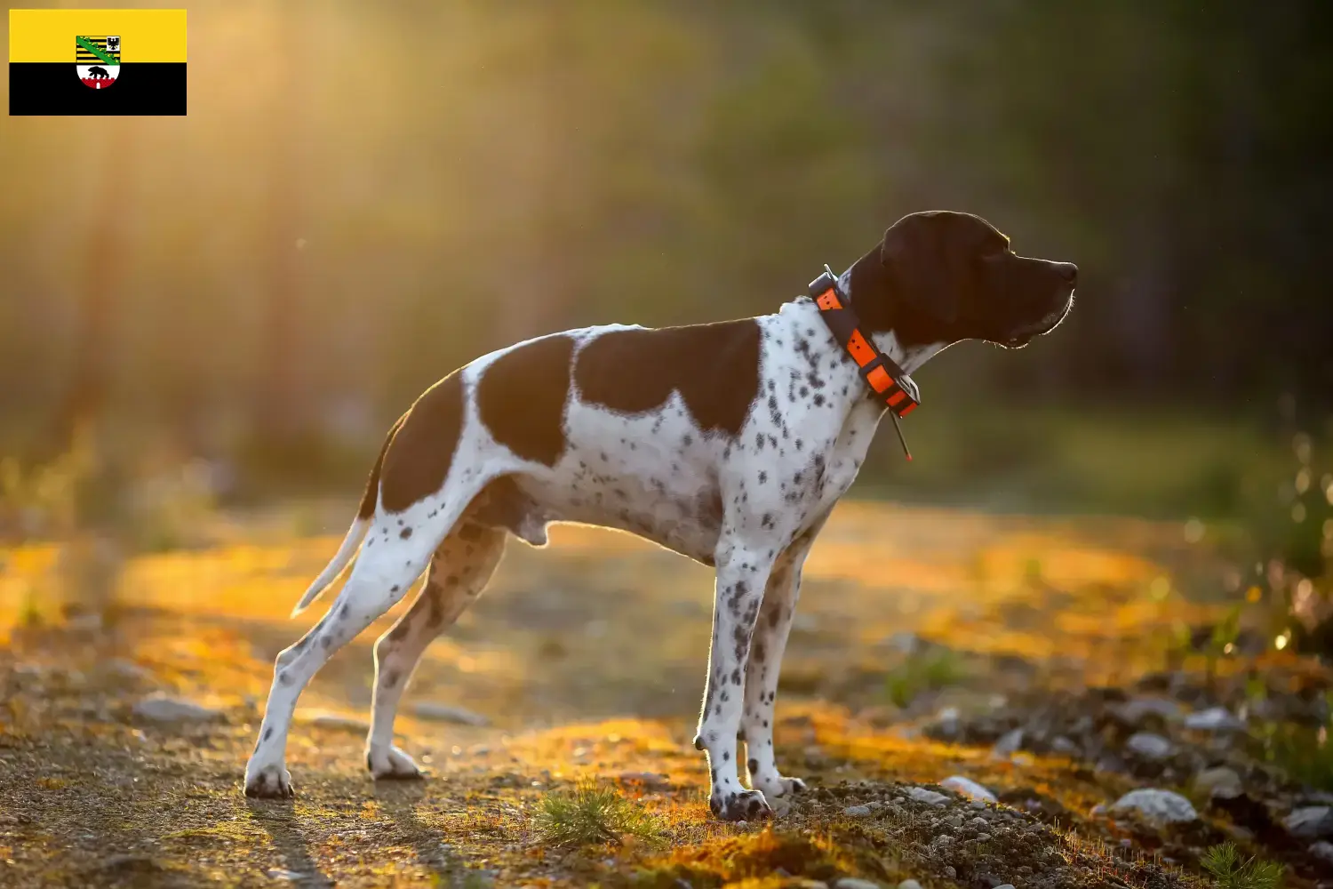 Scopri di più sull'articolo Allevatori e cuccioli di Pointer inglese in Sassonia-Anhalt