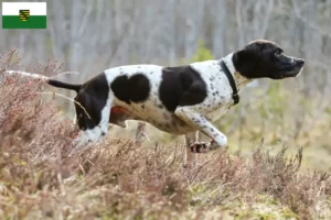 Scopri di più sull'articolo Allevatori di Pointer Inglese e cuccioli in Sassonia