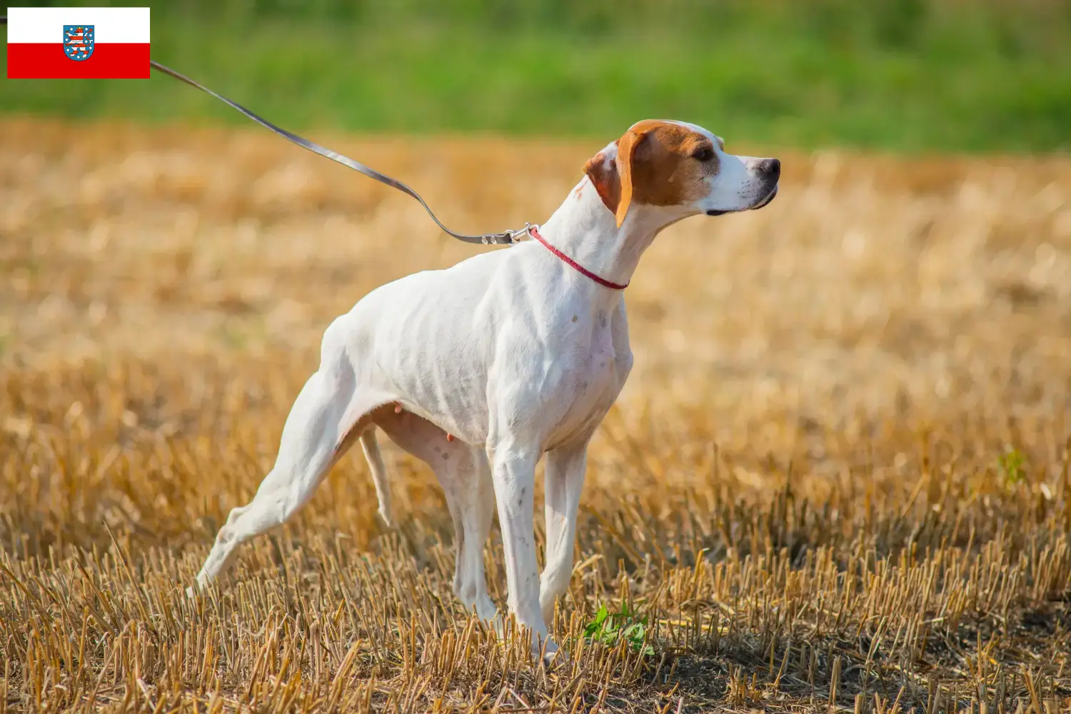 Scopri di più sull'articolo Allevatori di Pointer inglesi e cuccioli in Turingia