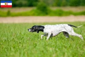 Scopri di più sull'articolo Allevatori di Pointer inglesi e cuccioli a Schleswig-Holstein