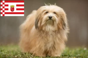 Scopri di più sull'articolo Allevatori e cuccioli di Havanese a Brema