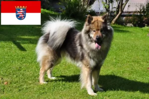 Scopri di più sull'articolo Allevatori di Eurasier e cuccioli in Hessen